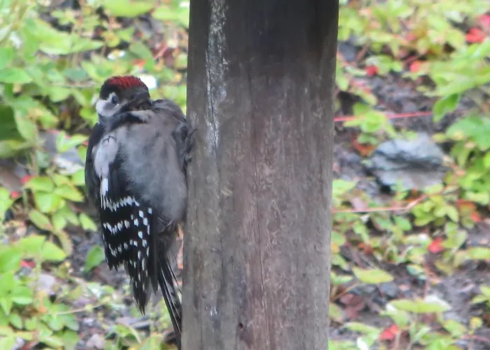 アパート Breternitz *